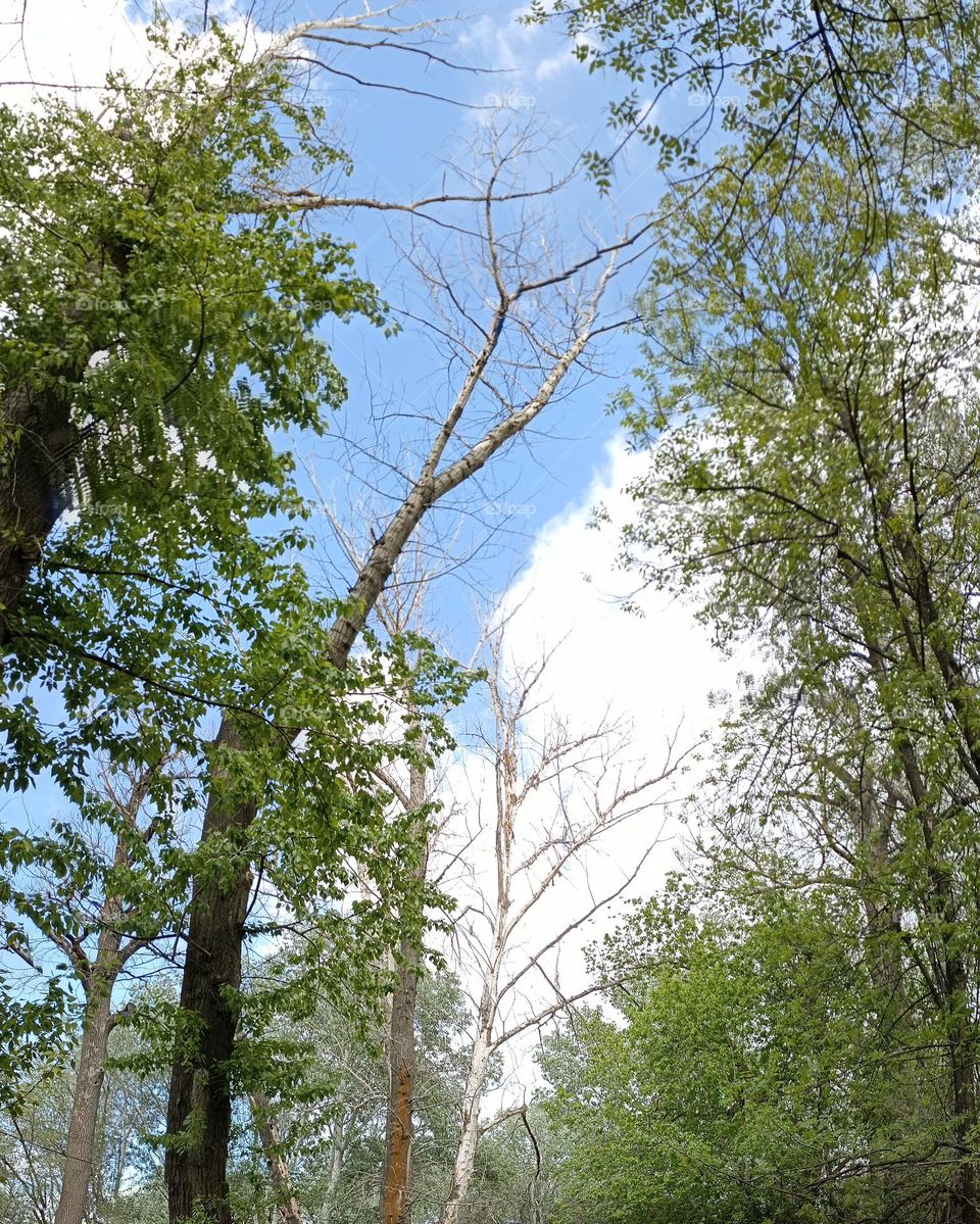 Forest beyond the Ural River