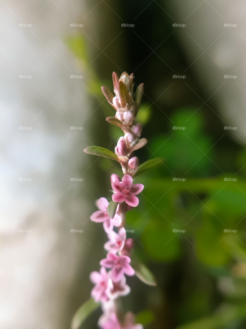 little pink flower
