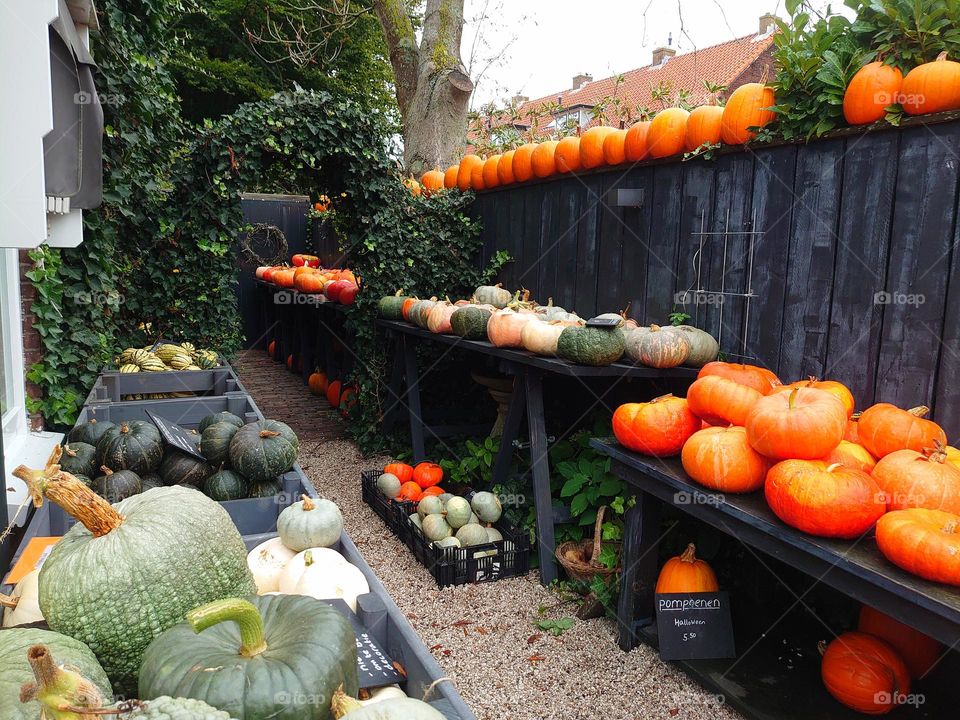 Pumkin garden