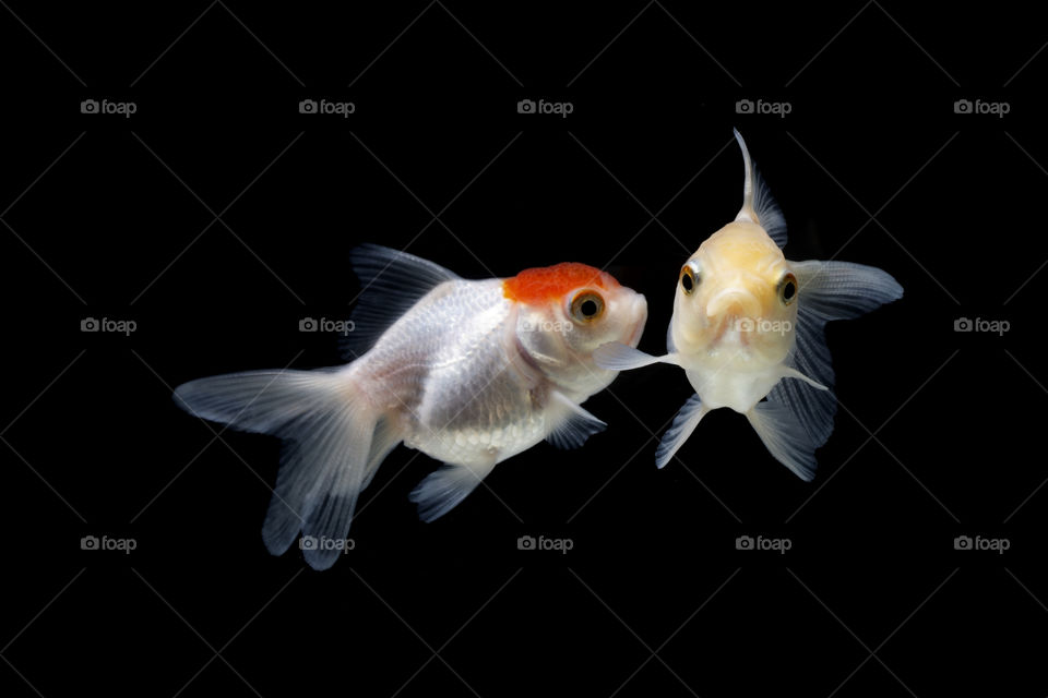 carp and koi fish