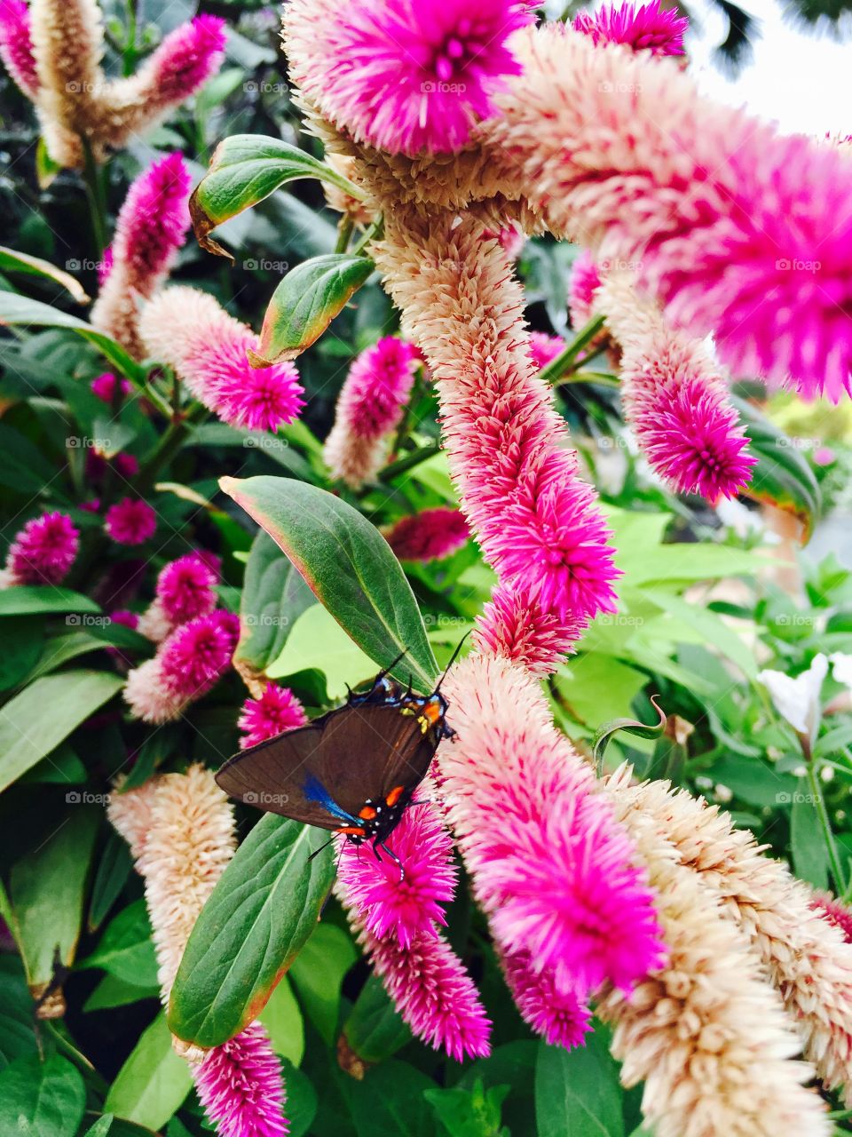 Beautiful flowers and butterfly 