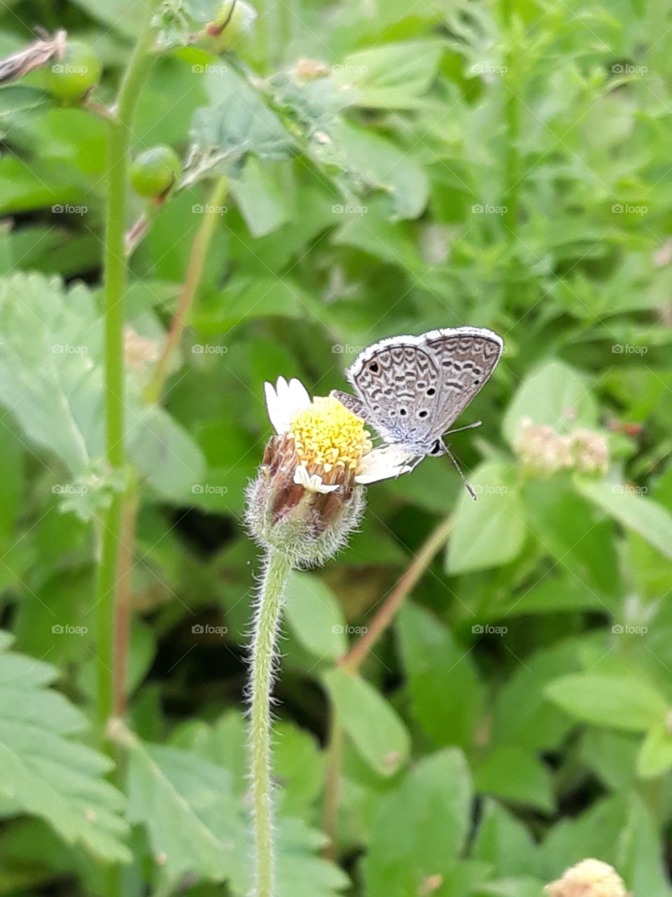 butterfly on the top