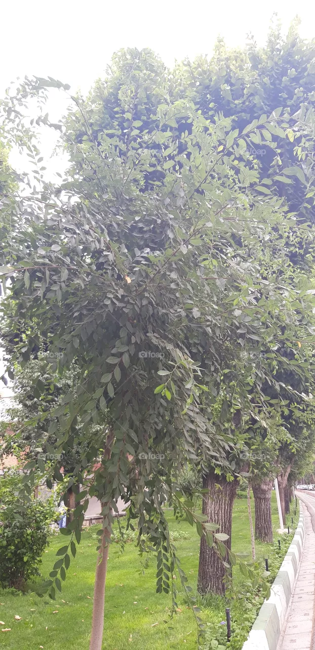 tree