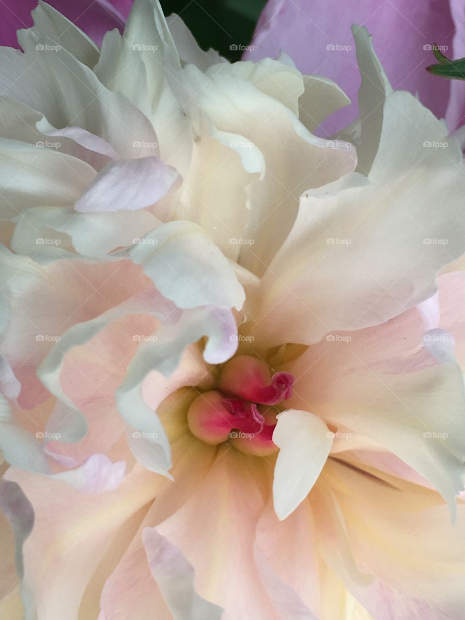 The inside of the white and pink peony bloom in the garden 