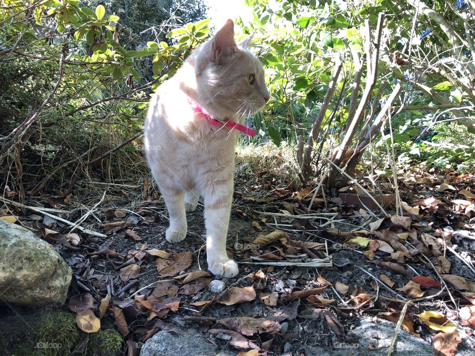 Cat adventure outside 