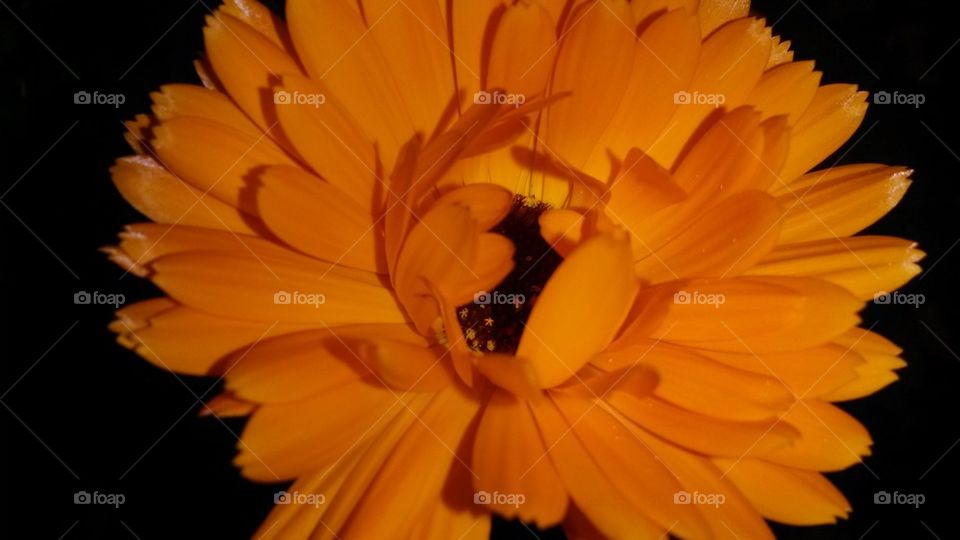 my Calendula