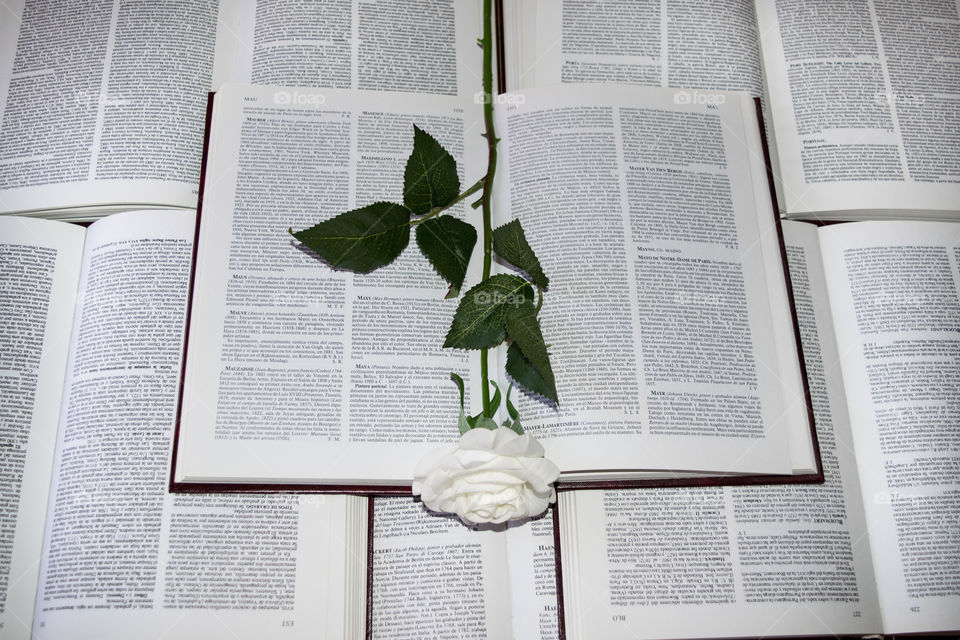 Romantic white flowers with book