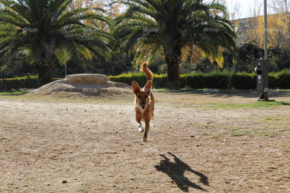 Perro corriendo (Running dog)