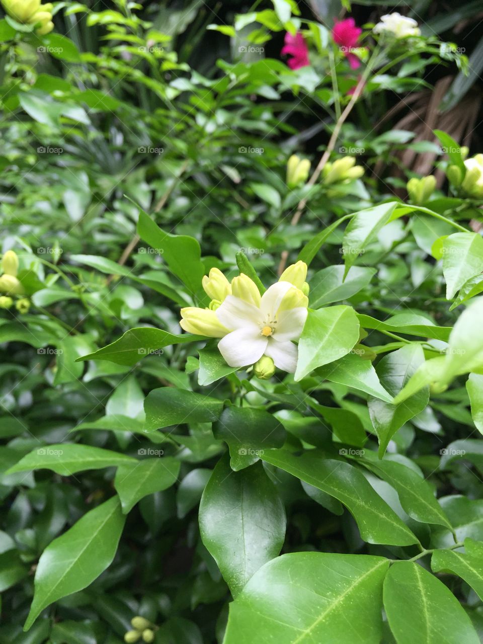 Orange Jessamine are blossom.