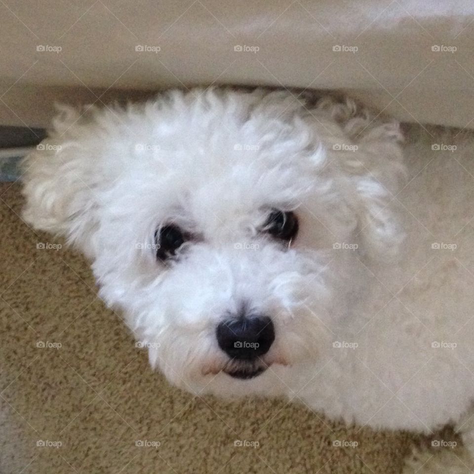Bichon Maltese looking up