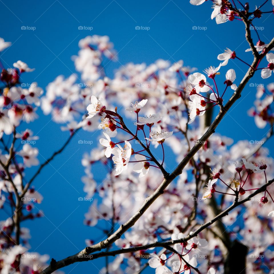 Cherry, Flower, Tree, No Person, Branch