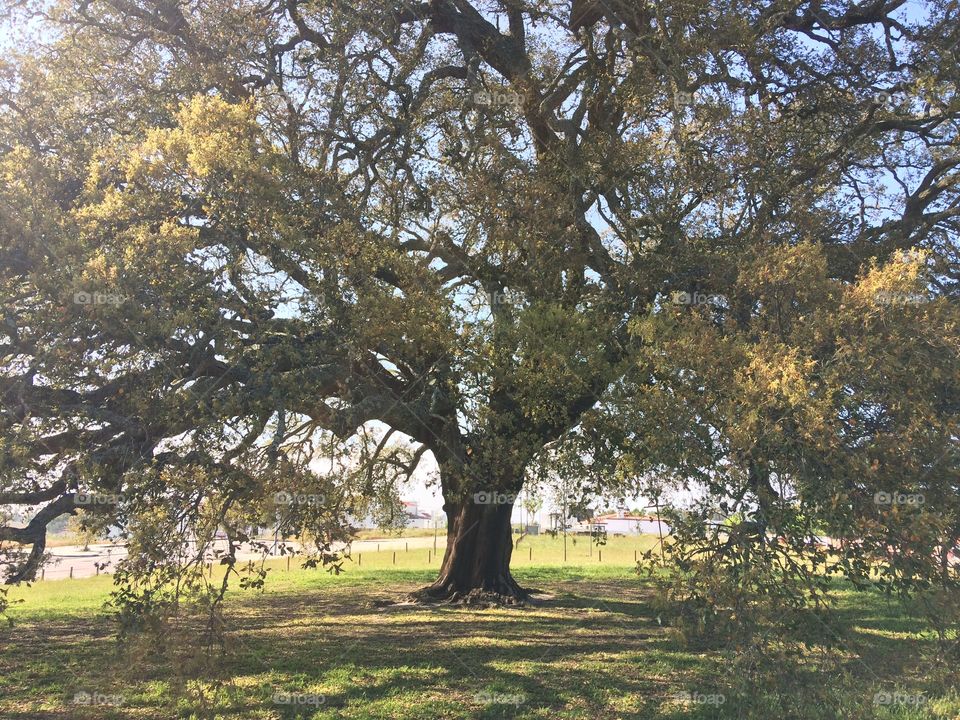 The oldest cork tree