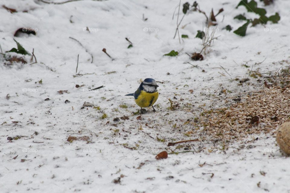 Blue tit in the winter looking for food.