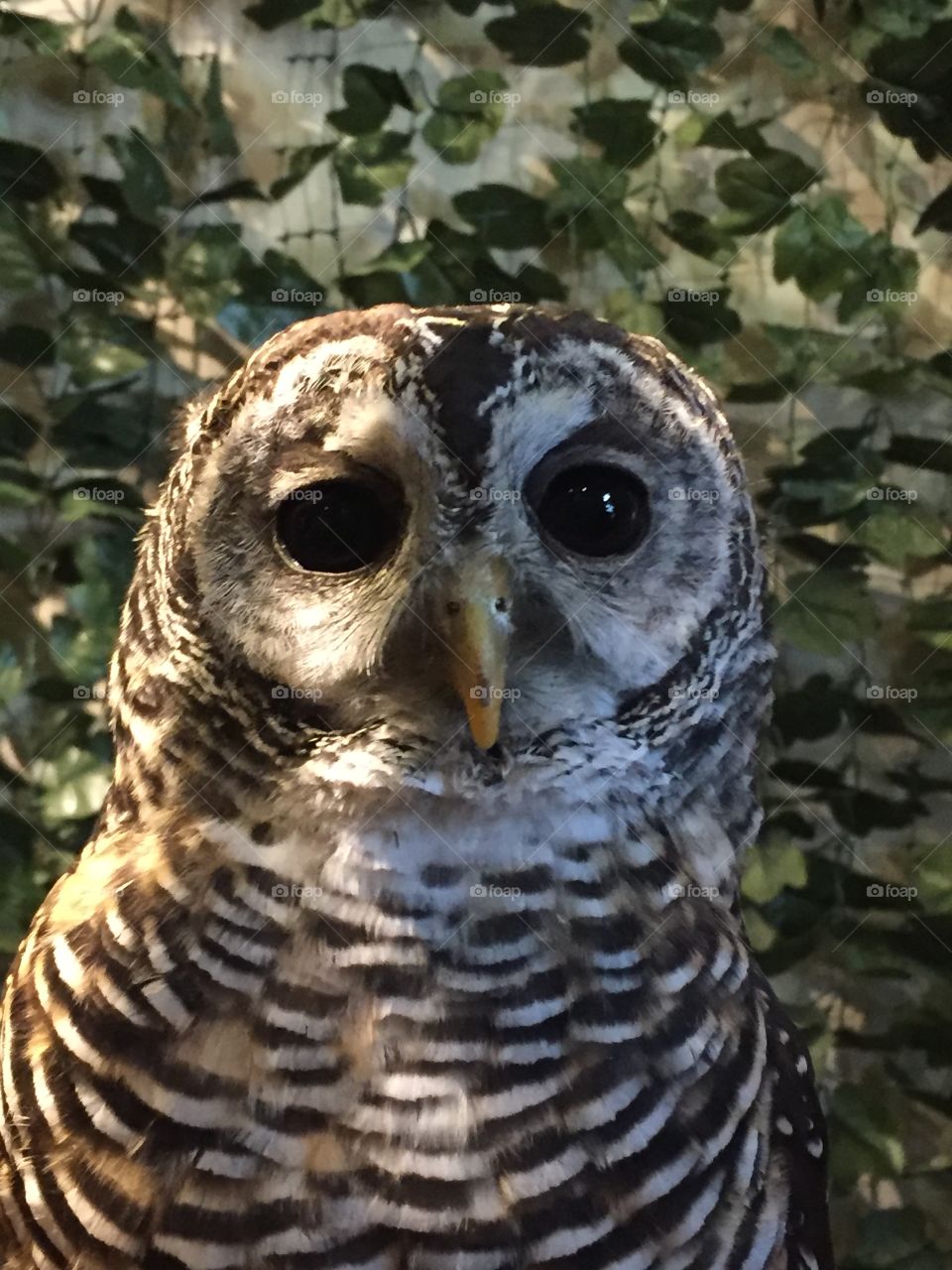 Owl forest at huis ten Bosch 