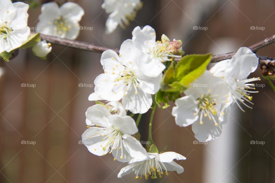 Spring flowering of trees and flowers on a sunny day in spring.