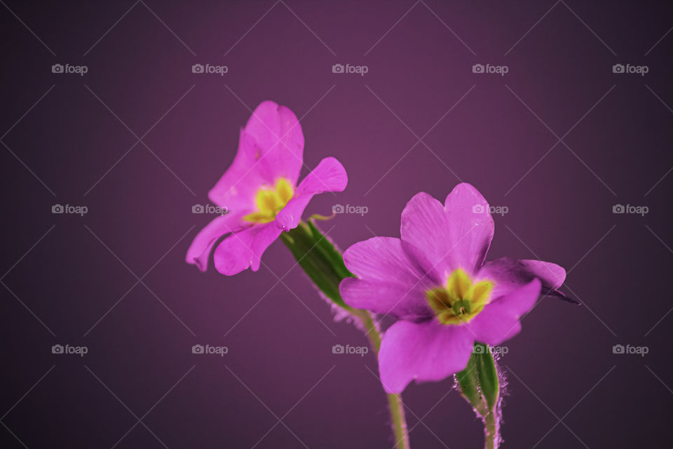 Close-up of pink flowers 