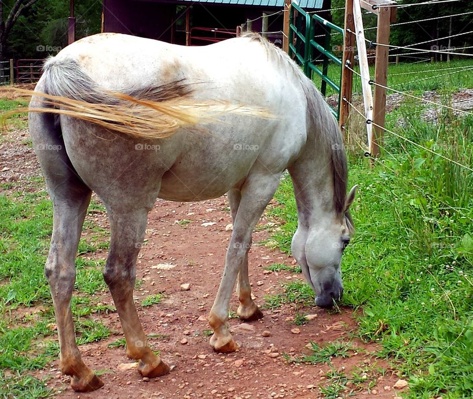 grey egyptian arabian mare