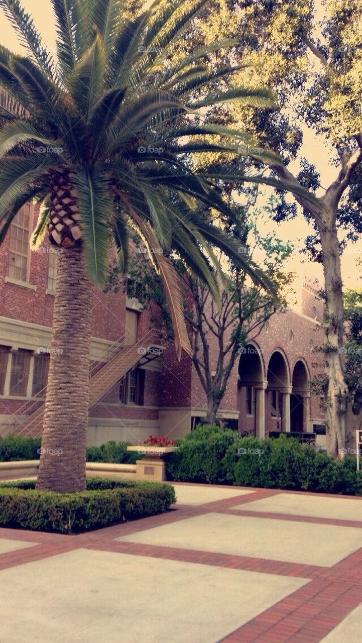 USC Campus 