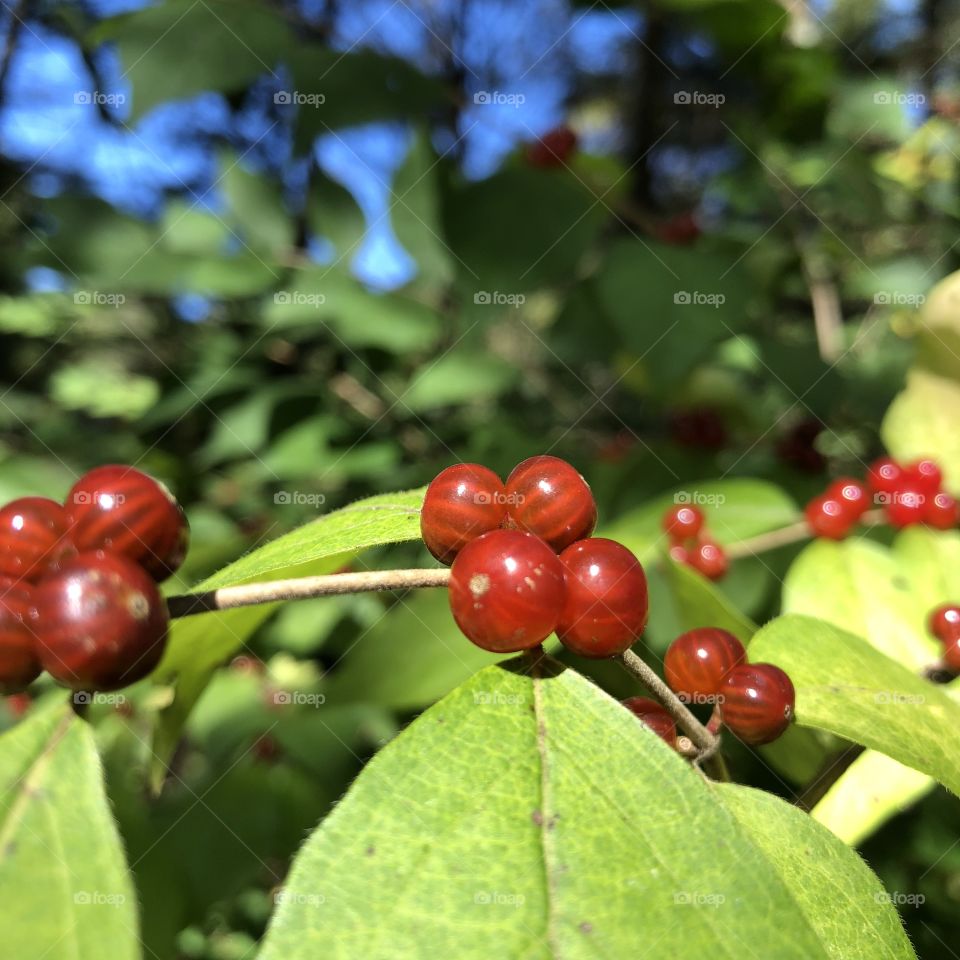 Berries on a leafy branch