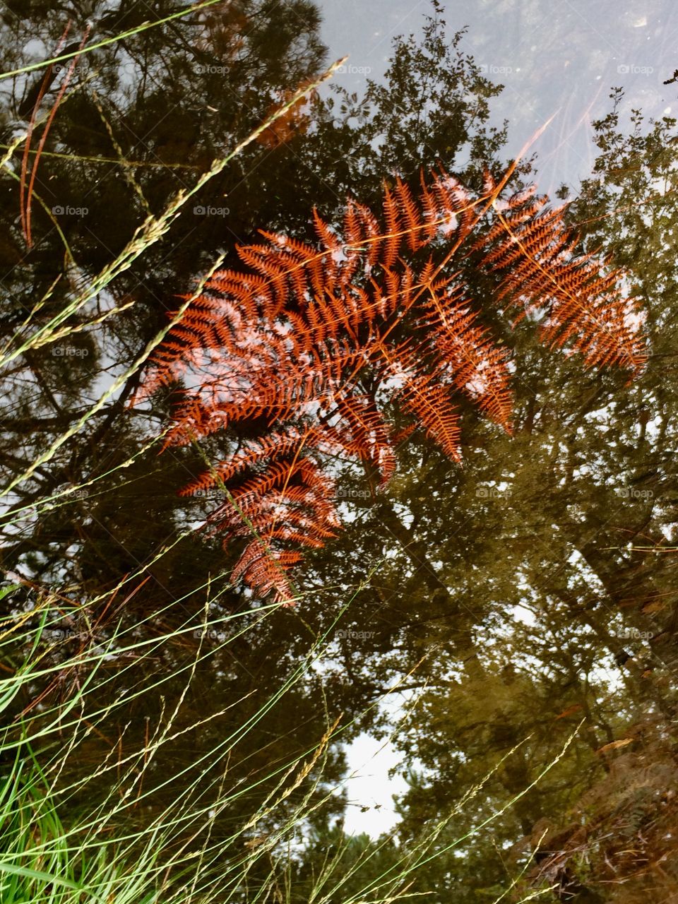 Fern in a pond