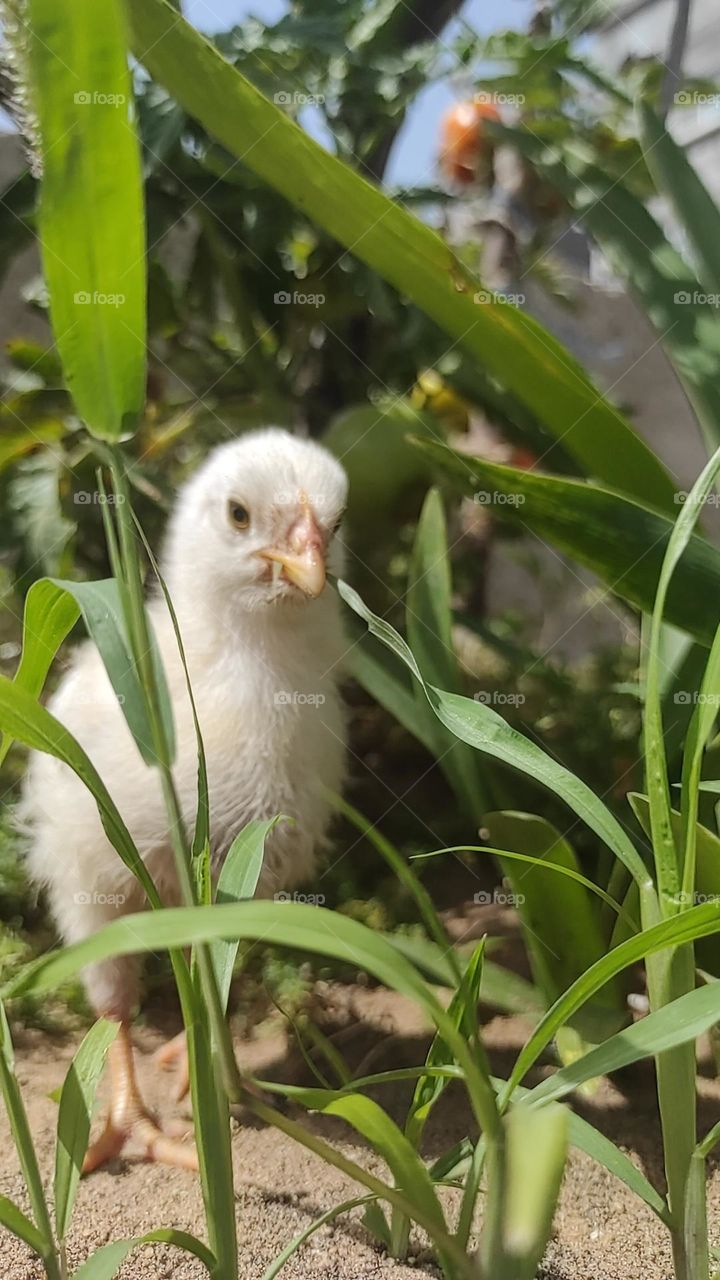 Hello my friends, I hope for my support and thanks