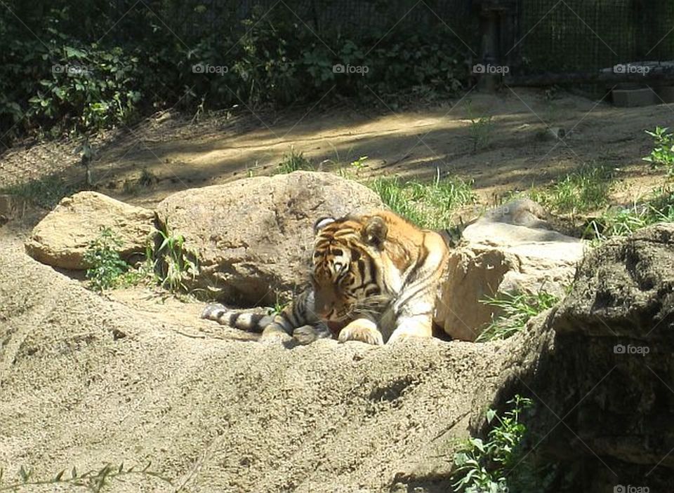 tiger