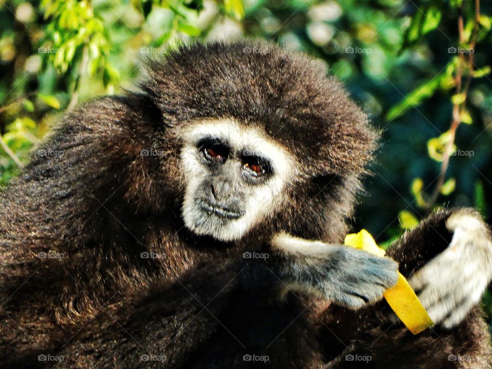 Primate Portrait
