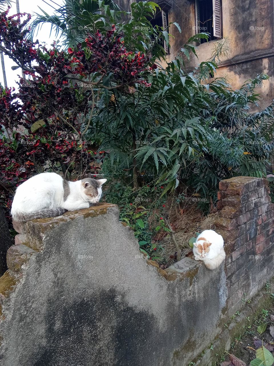 TWO CATS ARE SLEEPING