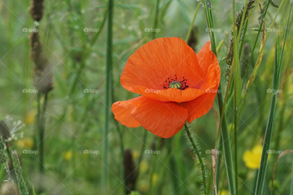 Red poppy flower  blowing in the wind ... 