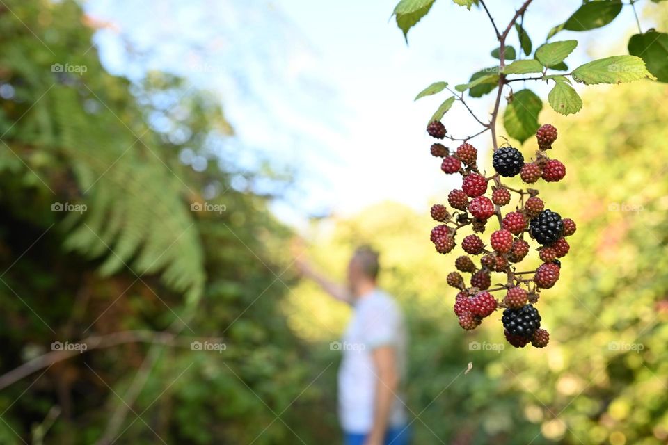 picking blackberries