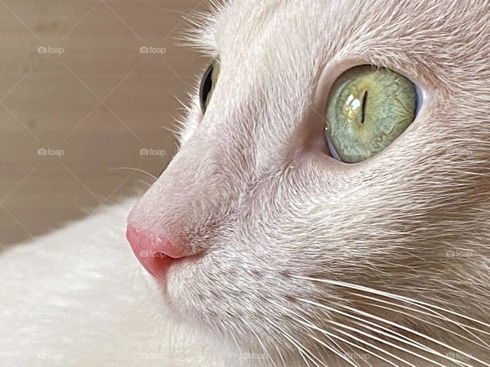 Close up on the cat’s face 