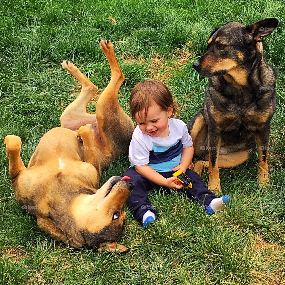 Toddler with two dogs