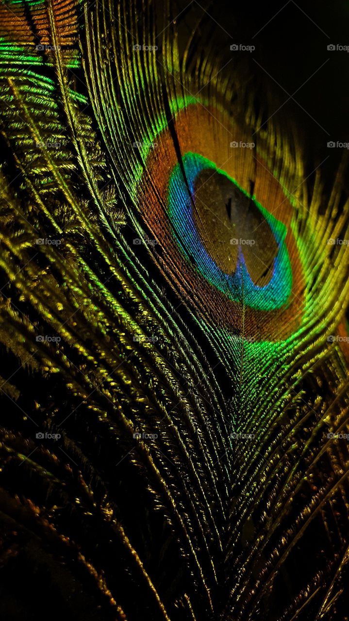 Peacock Feather🦚