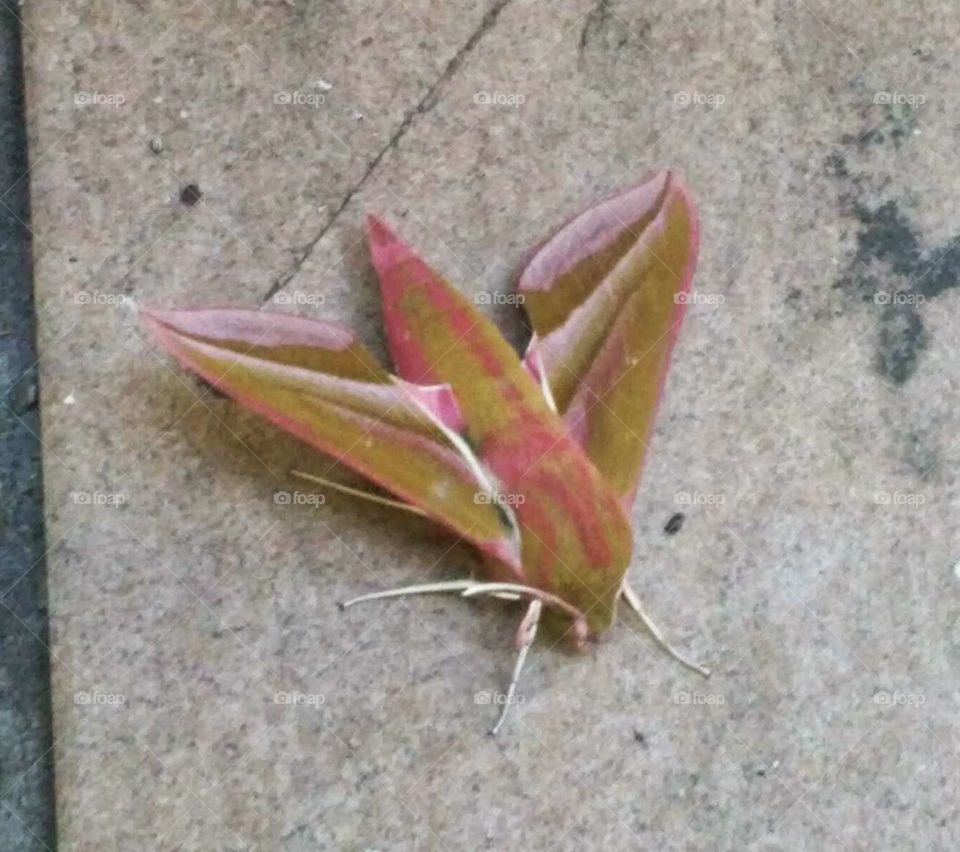 Pink moth3