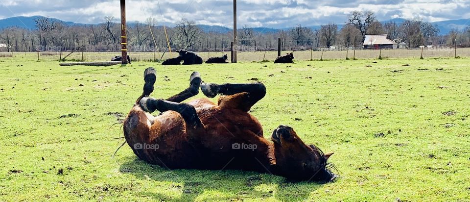 Horse rolling in the grass