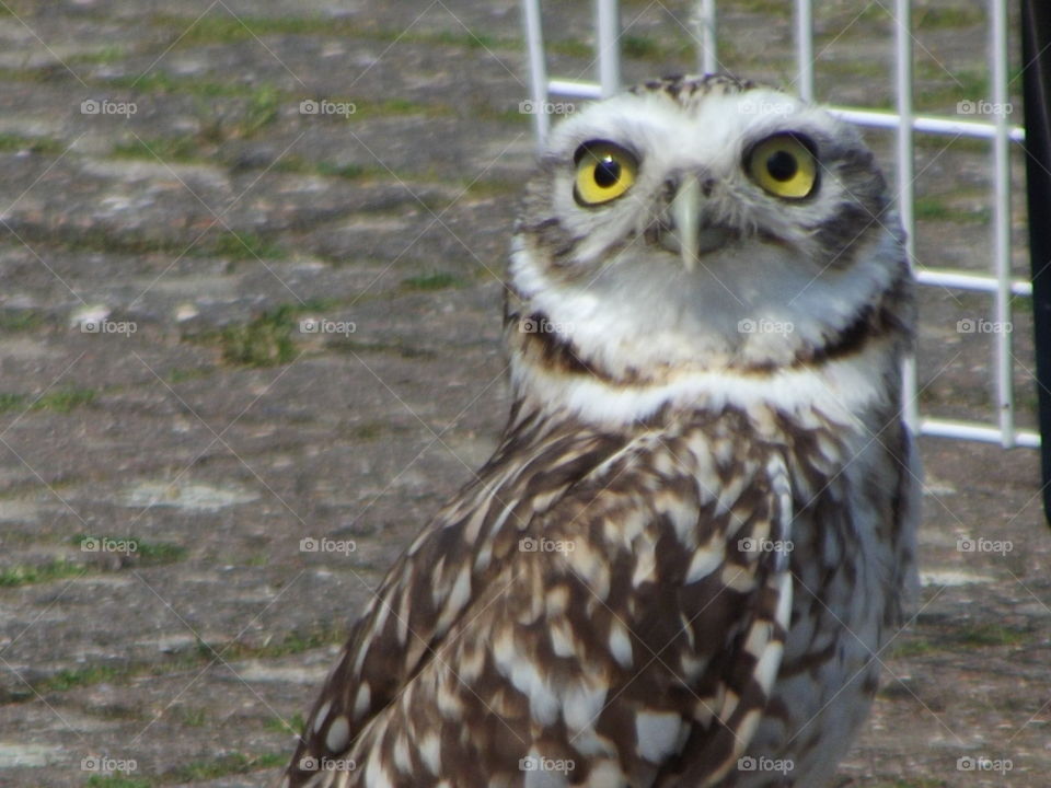 Little Owl