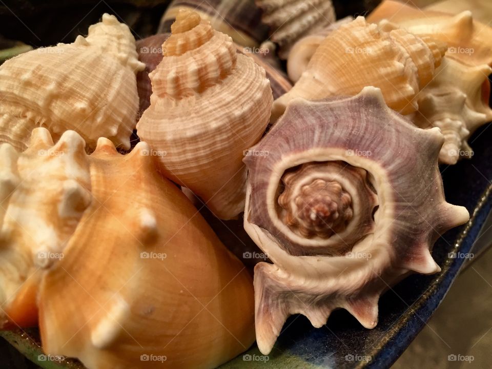 A bowl of seashells.