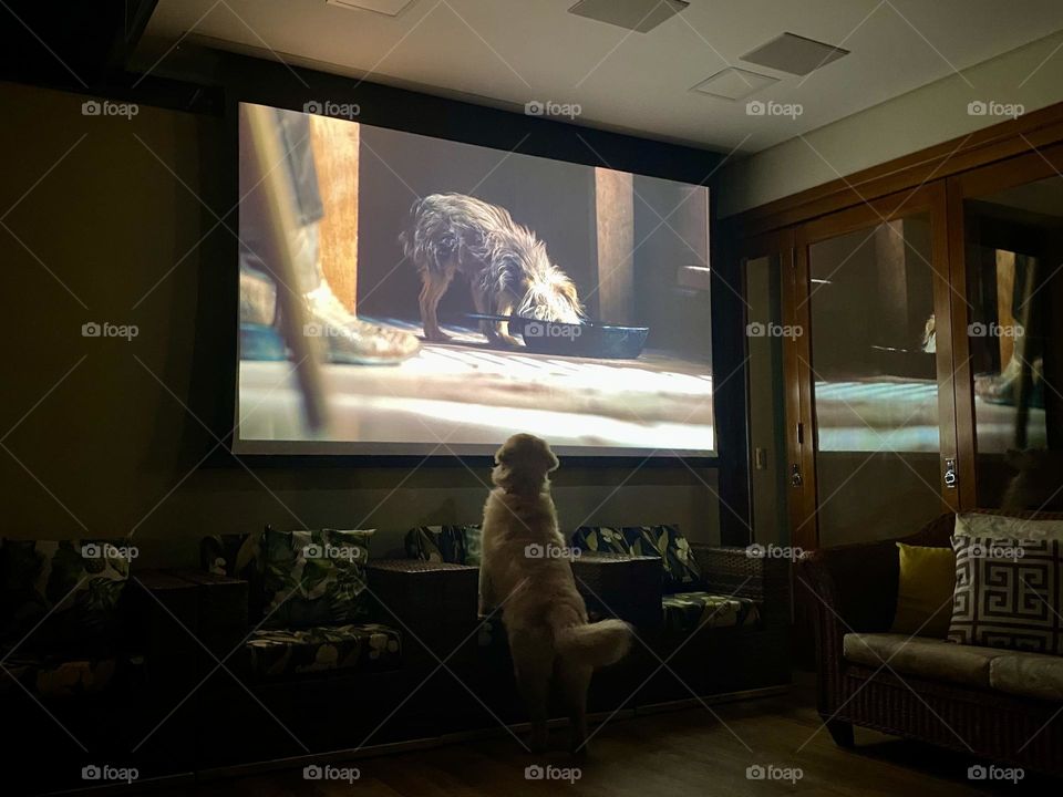 Dog watching movie