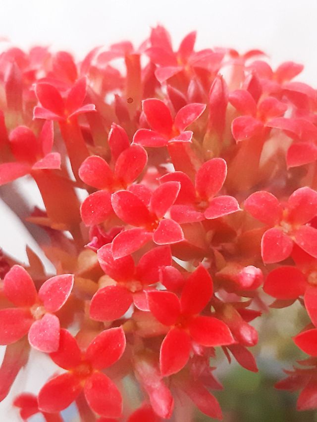 Red is the colour of love