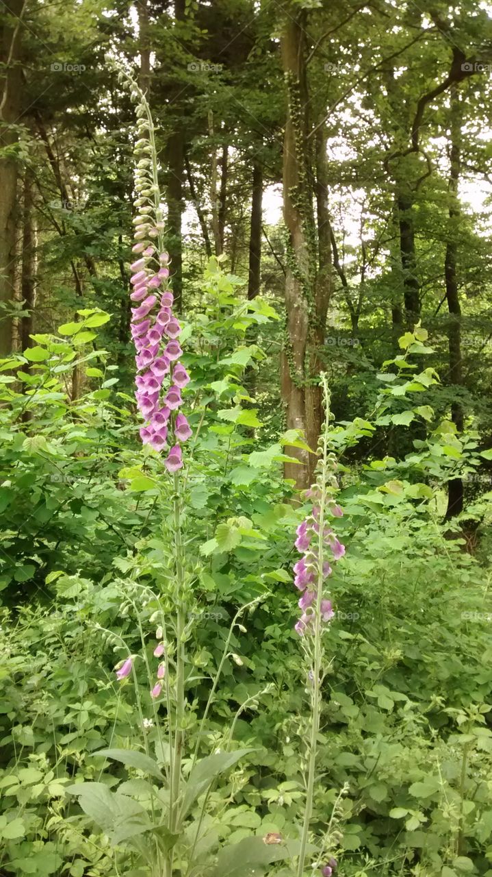 woodlands flowers