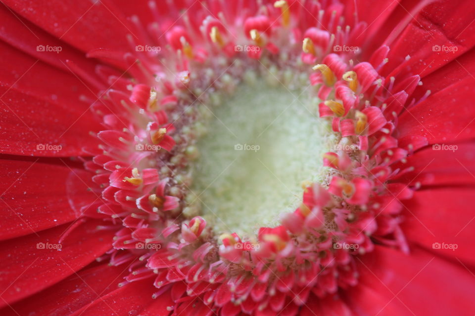 flower red petals pollen