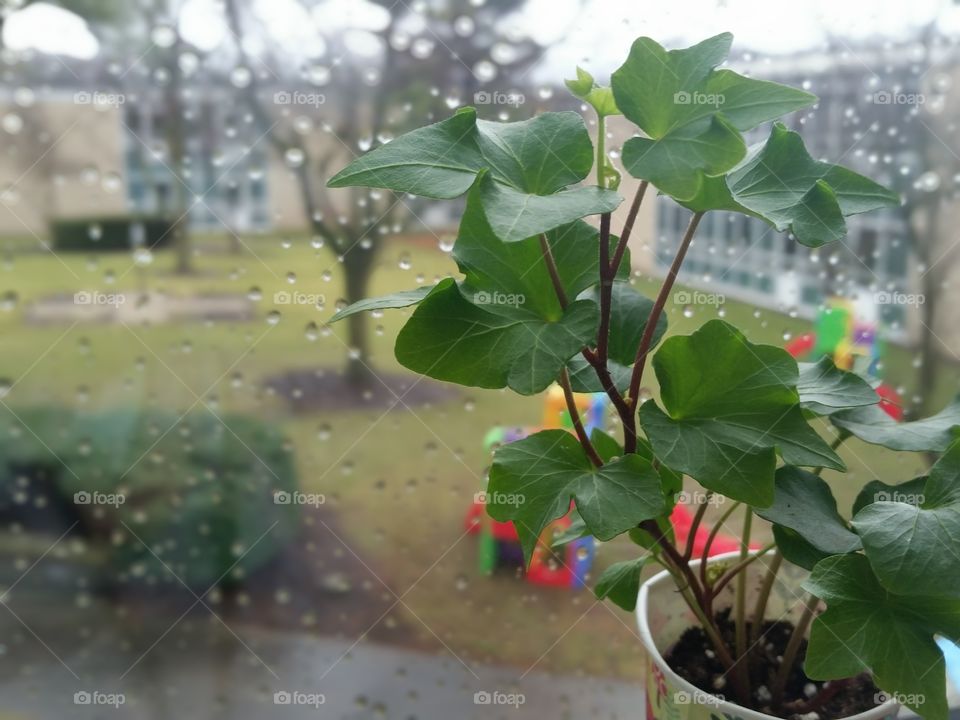 houseplant on windowsill with rainy playground in background
