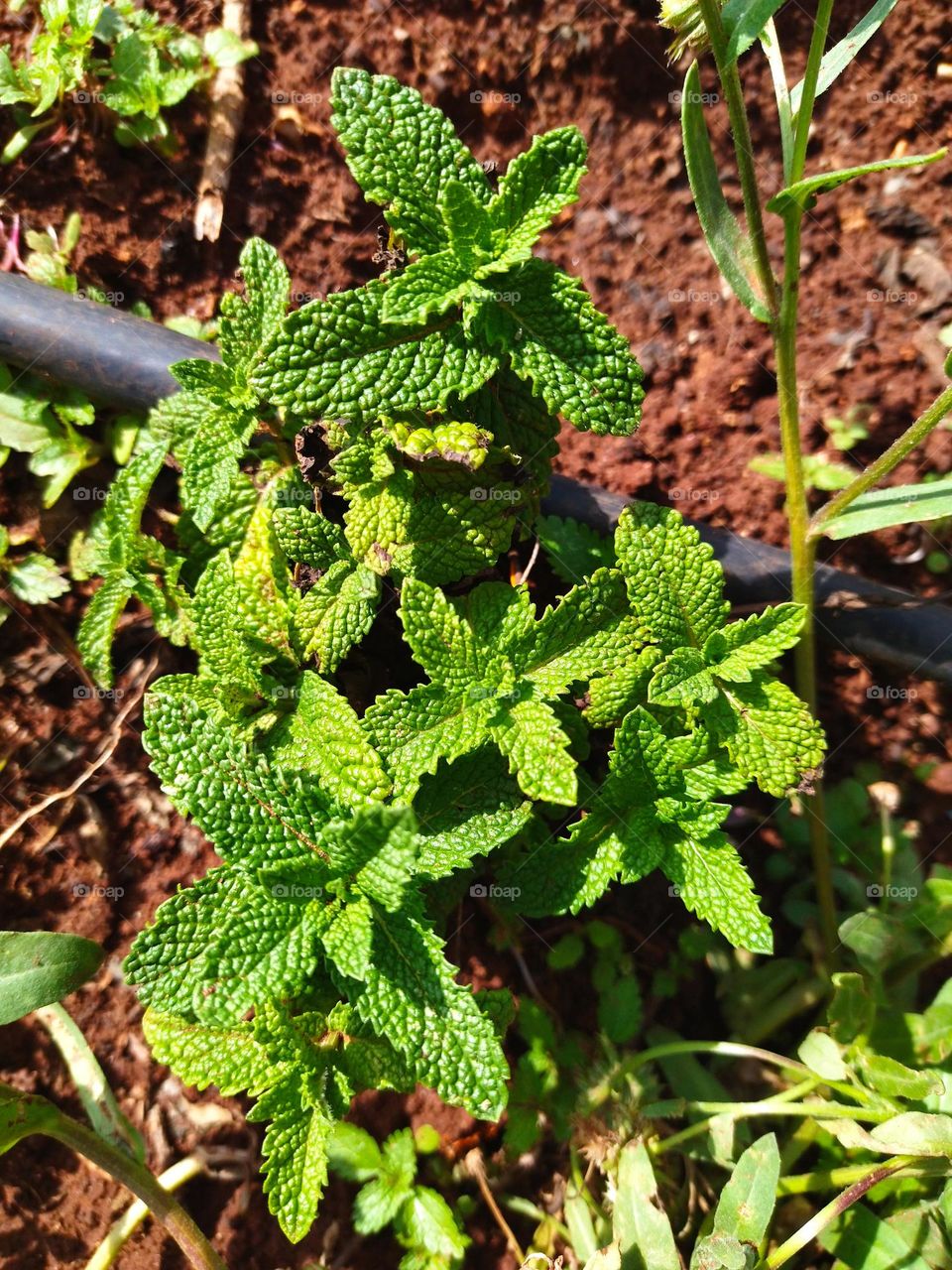 learning horticulture