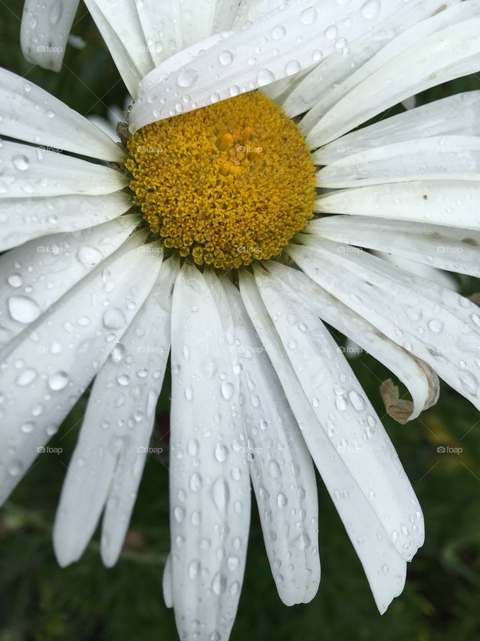 Elevated view of daisy flower