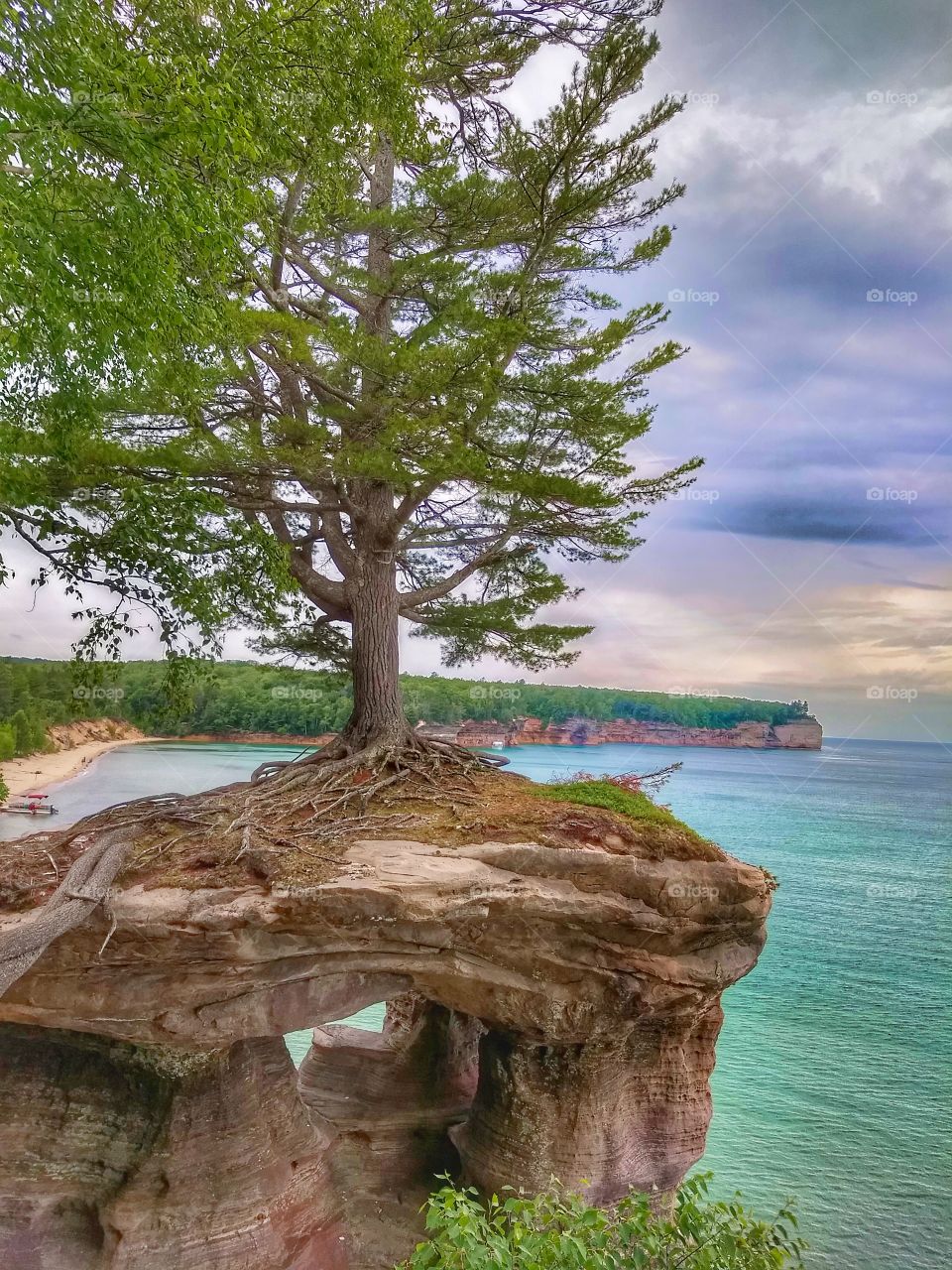 Amazing view of tree atop a  stone arch