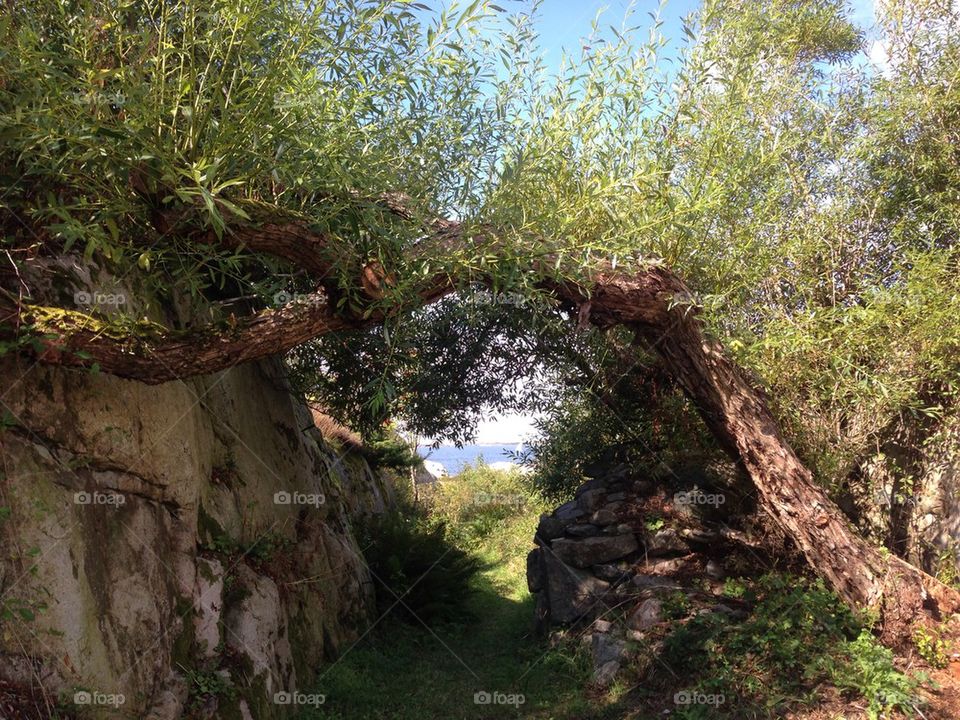 View of tree trunk in a form of gate