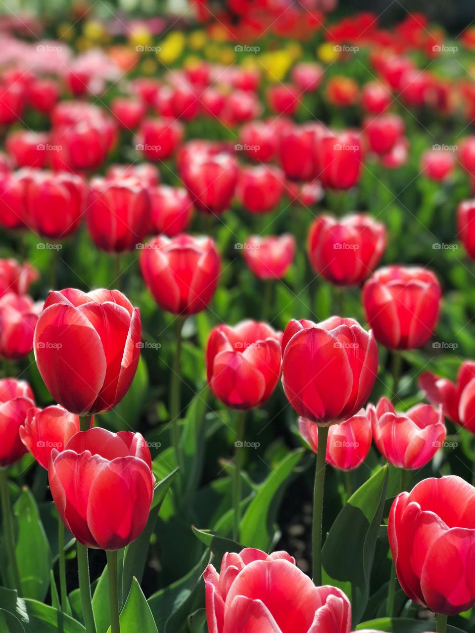 Tulips