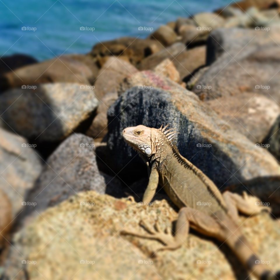 Iguana