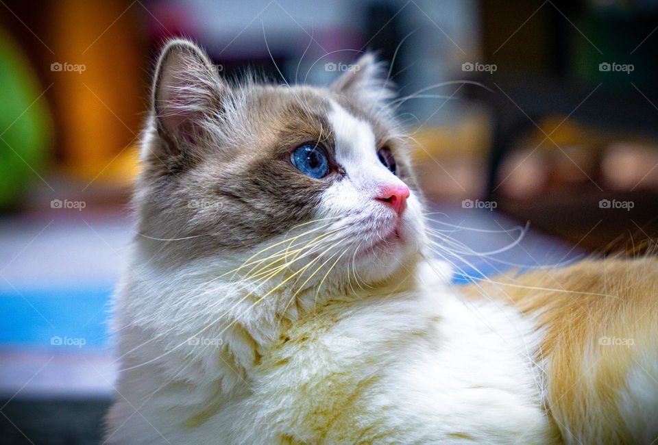 The portrait of a cat .