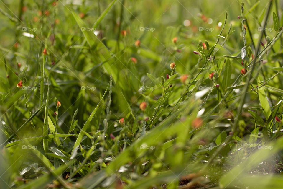 Field flowers in spring